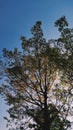 Trees exposed to the morning sun