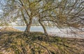 Trees with extensive root systems above the ground Royalty Free Stock Photo