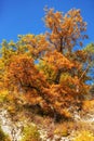 Trees in Fall colors, Sunny day, Landscape Royalty Free Stock Photo