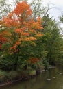 Trees with fall foliage lining the Pike River in Petrifying Springs Park in Wisconsin Royalty Free Stock Photo