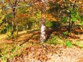 Trees with fall foliage