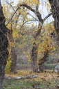 Trees with fall golden leaves in a forest