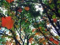 Trees in fall