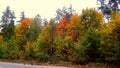 trees in the fall with yellow , red, and green leaves Royalty Free Stock Photo