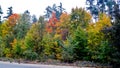 trees in the fall with yellow , red, and green leaves Royalty Free Stock Photo