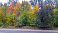 trees in the fall with yellow , red, and green leaves Royalty Free Stock Photo