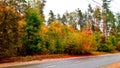 trees in the fall with yellow , red, and green leaves Royalty Free Stock Photo