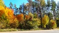 trees in the fall with yellow , red, and green leaves Royalty Free Stock Photo