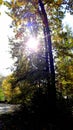 trees in the fall with yellow , red, and green leaves Royalty Free Stock Photo