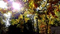 trees in the fall with yellow , red, and green leaves Royalty Free Stock Photo