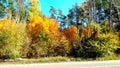 trees in the fall with yellow , red, and green leaves Royalty Free Stock Photo