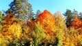 trees in the fall with yellow , red, and green leaves Royalty Free Stock Photo