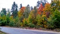 trees in the fall with yellow , red, and green leaves Royalty Free Stock Photo