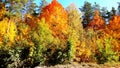 trees in the fall with yellow , red, and green leaves Royalty Free Stock Photo