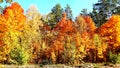 trees in the fall with yellow , red, and green leaves Royalty Free Stock Photo