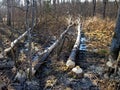 Trees fallen by beavers in the spring forest.