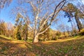 Trees with fallen leaves