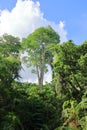 the trees at the Famous dragon bridge in Monkey Forest Sanctuary in Ubud, Bali, Indonesia Royalty Free Stock Photo