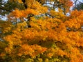 Trees with fantastic autumn colors in golden yellow 3