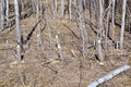 Trees felled by beavers along hiking trail at Matchedash Bay