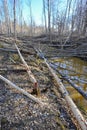 trees felled by beavers near small stream