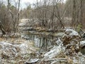 trees felled by beavers in order to create a dam