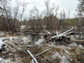 trees felled by beavers in order to create a dam