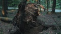 Trees felled after a storm