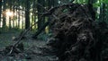 Trees felled after a storm