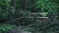 Trees felled after a storm