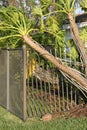 Trees and fence are ripped up from Hurricane winds. Royalty Free Stock Photo