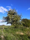 Trees & Field Fence Nr. Crookham, North Northumberland, England