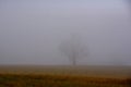 Trees on field in fog. Foggy morning. Fall season Royalty Free Stock Photo