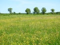 Trees and field full yellow flowers, Lithuania