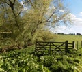 Trees & Field Gate View Nr. Crookham, North Northumberland, England