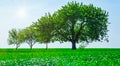 Trees in a field. Generation growth legacy family concept Royalty Free Stock Photo
