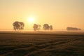 trees on the field lit by rising sun in foggy weather rural landscape at sunrise with misty Royalty Free Stock Photo