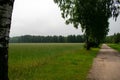 Trees on a field next to road