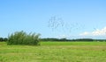 Beautiful birds in summer meadow, Lithuania Royalty Free Stock Photo