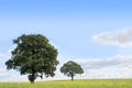 Trees in a field of Rapeseed Royalty Free Stock Photo