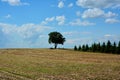 Trees on field in spring season