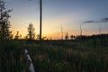 Trees in a field at sunset Royalty Free Stock Photo