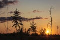 Trees in a field at sunset Royalty Free Stock Photo