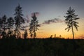 Trees in a field at sunset Royalty Free Stock Photo