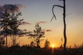 Trees in a field at sunset Royalty Free Stock Photo