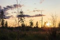 Trees in a field at sunset Royalty Free Stock Photo