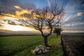 Trees between fields Royalty Free Stock Photo