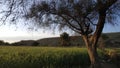 trees and fields Royalty Free Stock Photo