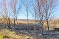 Trees after fire