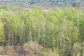 Trees with first green leaves in forest in spring